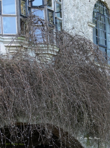 Bois des Moutiers (6) mars 2012